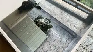 My turtles