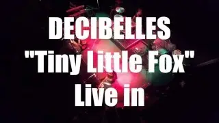 DECIBELLES - Tiny Little Fox LIVE - October 2015 Tour Report