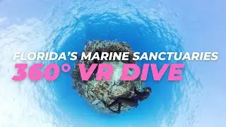 🌊 Discover the Beauty of Florida&rsquo;s Marine Sanctuaries in 360&deg; VR 🌊