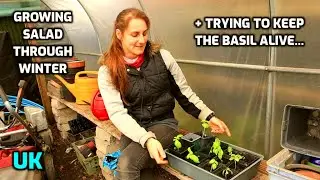 Attempting to grow salad through winter & keep my Basil plant alive ~UK~