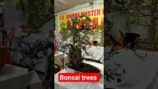 bonsai trees 20 years old #tree #exibition #event #garden #flowers #trendingshorts