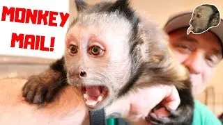 Monkey Monday Exciting Mail Time!