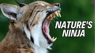 10 Lynx Secrets You Won't Believe! 🐾