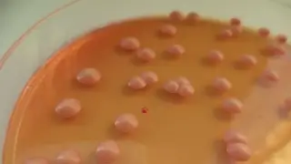 Scientists have synthesized yeast chromosomes