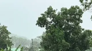 Rain! Countryside Forest View.