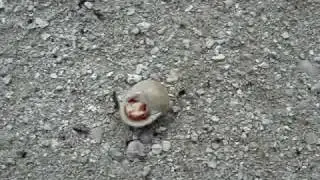 MOV03892.MPG