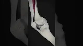 How the human knee works