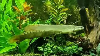 Definitiv ein weiblicher Senegal-Fl&ouml;sselhecht - Polypterus senegalus 