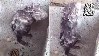 Rat takes shower in bathroom sink | New York Post