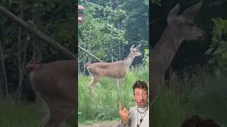 Понимание языка тела оленей 👀