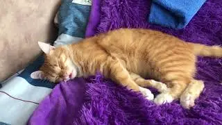 Рыжий Кот смешно спит