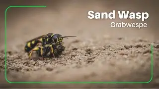Sand Wasp / Grabwespen