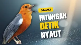 LANGSUNG NYAUT 10000 % ‼️ ANIS MERAH MACET BUNYI JIKA DENGAR SUARA INI PASTI NYAUT LANJUT GACOR | 56