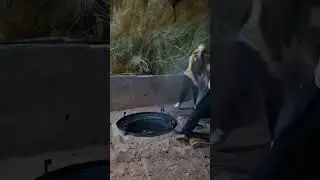 Zarb (a traditional Bedouin dish) preparation in Wadi Rum