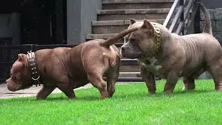 COLOR BOMB BULLIES MUTANT 1, Muscletone Nemesis son, BEARZILLA, CH.GRIMM daughter, extreme  bully!