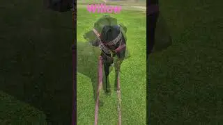 great dane willow new walk wear from Arctic Mist luxury for dog for her trip to the great ocean road