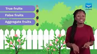 True and False Fruits