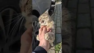 Angry Tabby Cat.
