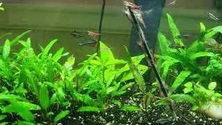 Tanichthys micagemmae & Dwarf Pencilfish