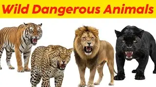 Top 10 Most Dangerous Forest Animals in the World 🐅 | Jungle ke Khatarnak Janwar  Educational Video.