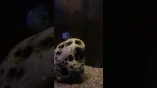 Polar Blue Fish #polarblue #shortsvideo #shortvideo #viral #fishshorts #aquariumhobby