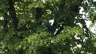 MY PET MACAW STUCK UP A TREE || Mikey The Macaw
