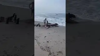 Tiny Dog Gets Hit by Wave on Shore