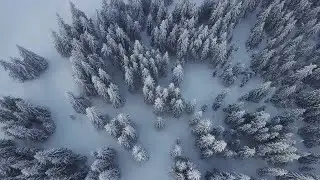 Snowy Winter Forest Stock Video