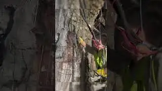 Big tree made of cement#shorts