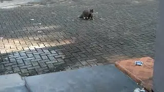 Wagging its tail is a sign that the cat likes to be called