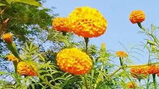 Zhotpot Ranna is live!আসসালামু আলাইকুম