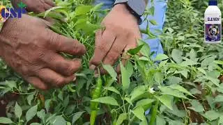 మిర్చి పంటలో వచ్చే కొమ్మకుళ్లుడు,కాయకుల్లు,ఆకుమచ్చ, బూడిద తెగుళ్ల నివారణకై వాడండి GSP Vaari ELEMENT