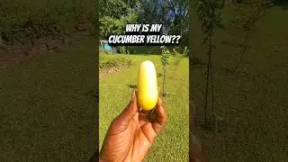 Why did this CUCUMBER turn YELLOW??