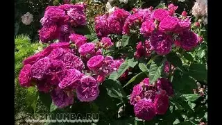 Розы группы шраб. Purple Lodge (Перпл Лодж)