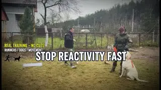 How to Stop Reactivity FAST &mdash; Real Dog Training Session with Distractions, Runners & Other Dogs