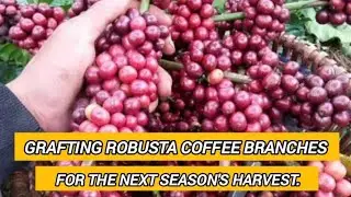 How to prune Robusta coffee branches to get maximum results !! #arabicacoffee #robustacoffee