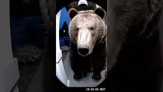Bear Approaches House Then Looks Directly at Camera #wildlife #trending