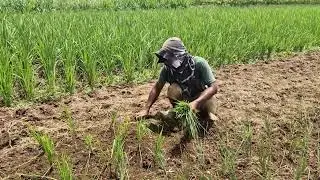 FARMER TECHNIQUES FOR REPLANTING RICE SEEDLINGS WITH BARE HANDS ON DRY LAND! - Agriculture Farming