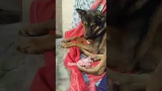 4441111055193803 на корм для безпритульних