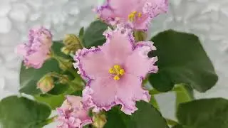 Фиалка Nik-Хмельное Лето