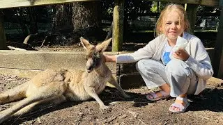 Petting Kangaroos in Sydney - Koala Park Sanctuary - Australia 🇦🇺