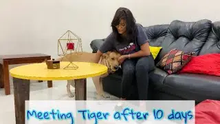 Meeting my labrador Dog after 10 days |angry Dog | Dog reaction | Hindi Dog vlog