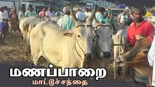 Manapparai mattu santhai | மணப்பாறை மாட்டு சந்தை | காளை மாடு | வண்டி மாடு