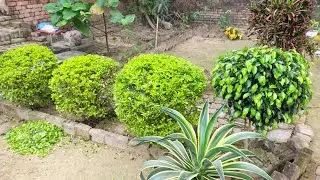 अपने गार्डन में हेज प्लांट नहीं लगाया तो गार्डन अधूरा रहेगा || hedge plant ficus plant cutting plant
