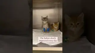 Panleukopenia Survivors Lisa and Bart Rescue Story #cat #kitten #catshorts #catlovers