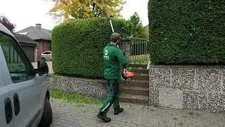 Kustorez. Cutting a Yew Hedge part 2