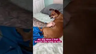 #dogshorts #dogmom #dogvideo #dogmoments #chiweenie #dachshund #dogs #pets #puppy #yellowstone