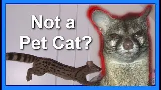 The Spotted Genet: NOT a Pet Cat!