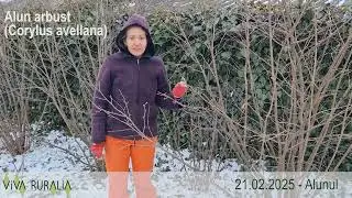 Alun arbust - cultivare și beneficii