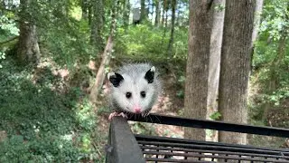 Penelope, the Possum”s babies released. ￼#animal #follow #love #cute #baby #moments #wildlife #share